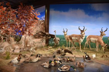 HOUSTON, TX - 22 Nisan 2019 'da Houston Doğal Bilim Müzesi Houston, Teksas' taki Hermann Park 'ta görüldü..