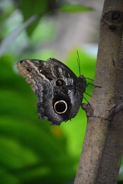 Motyl Ogrodzie — Zdjęcie stockowe