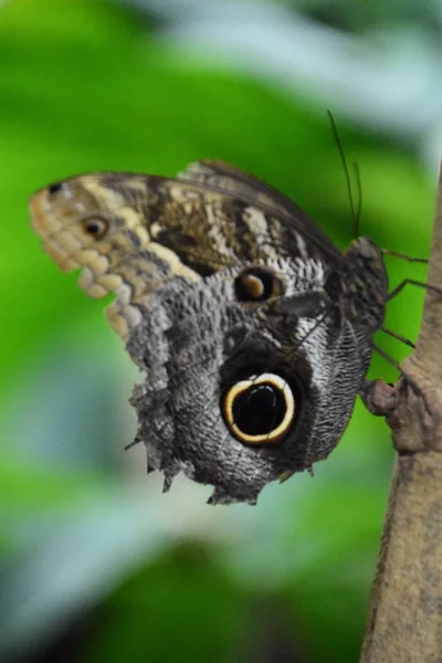 Motyl Ogrodzie — Zdjęcie stockowe