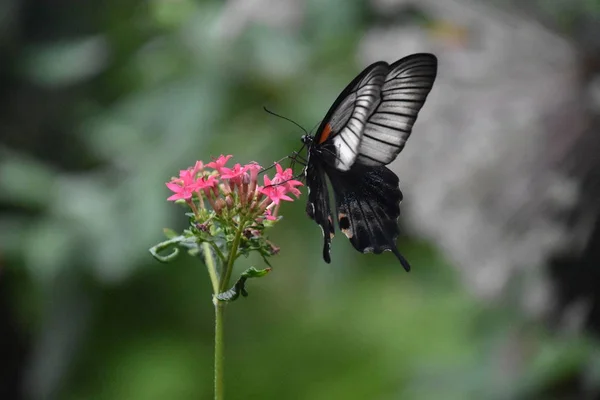 Una Mariposa Jardín — Foto de Stock