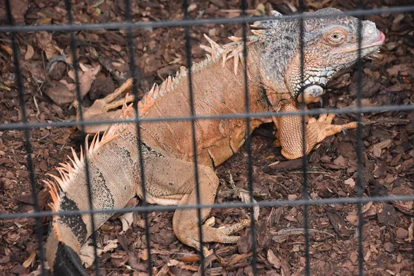 Iguane Dans Une Cage — Photo