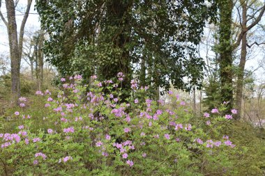 Olive ve George Lee Memorial Garden New Canaan, Connecticut 'ta