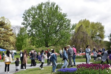 Albany, Ny - 11 Mayıs: 11 Mayıs 2019'da New York Eyaletinin Albany kentindeki Washington Park'ta düzenlenen 2019 Lale Festivali. İlk Lale Festivali 14 Mayıs 1949'da kutlandı ve her yıl düzenlenen bir etkinliktir..