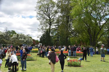 Albany, Ny - 11 Mayıs: 11 Mayıs 2019'da New York Eyaletinin Albany kentindeki Washington Park'ta düzenlenen 2019 Lale Festivali. İlk Lale Festivali 14 Mayıs 1949'da kutlandı ve her yıl düzenlenen bir etkinliktir..