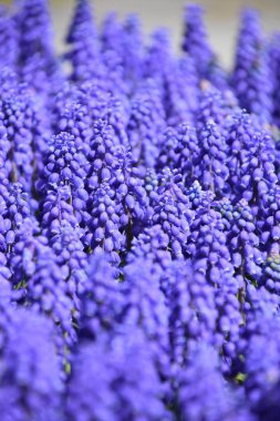 Muscari Bahçedeki Çiçekler