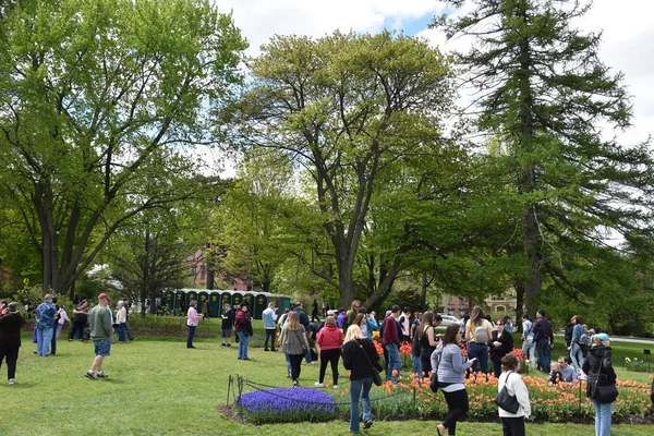 Albany Mayo Festival Tulipán 2019 Washington Park Albany Estado Nueva —  Fotos de Stock