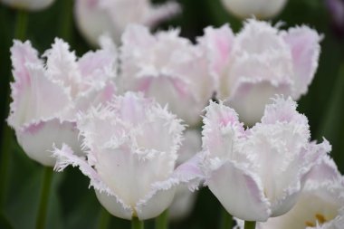 Bahar güzel renkli Lale