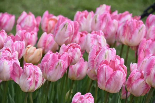 Bei Tulipani Colorati Primavera — Foto Stock