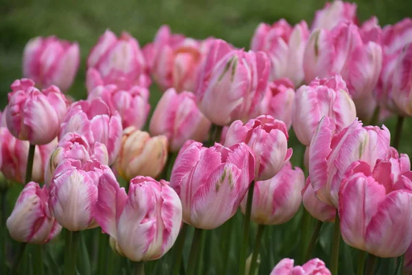 春の美しいカラフルなチューリップ — ストック写真