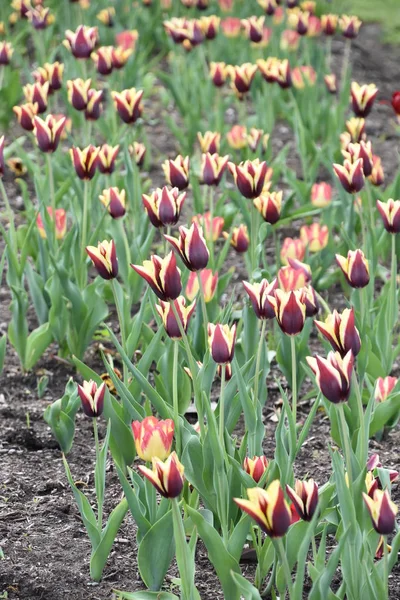 Mooie Kleurrijke Tulpen Het Voorjaar — Stockfoto