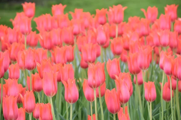 Schöne Bunte Tulpen Frühling — Stockfoto