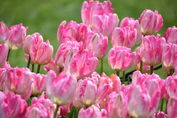 春の美しいカラフルなチューリップ — ストック写真