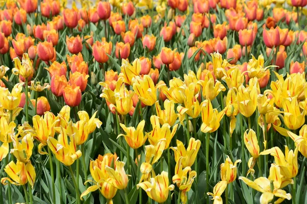 Krásné Barevné Tulipány Jaře — Stock fotografie