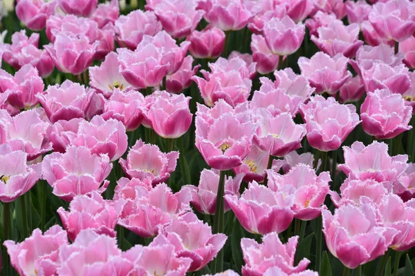 Beautiful Colorful Tulips Spring — Stock Photo, Image