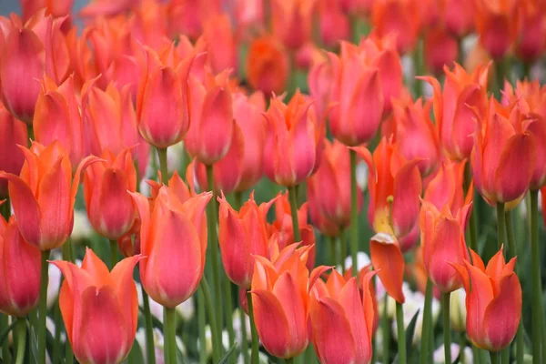 Krásné Barevné Tulipány Jaře — Stock fotografie