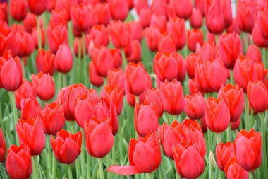 Bahar güzel renkli Lale