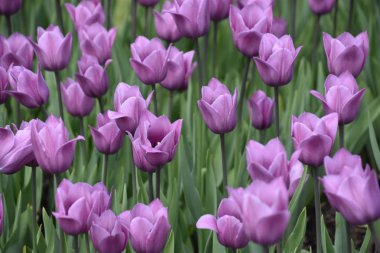 Bahar güzel renkli Lale