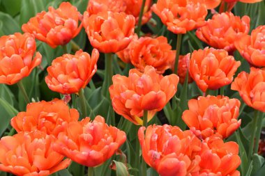 Bahar güzel renkli Lale