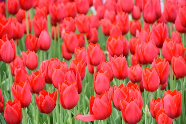 Hermosos Tulipanes Coloridos Primavera —  Fotos de Stock