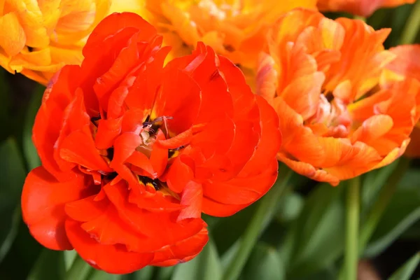 Krásné Barevné Tulipány Jaře — Stock fotografie