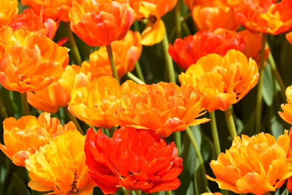 Hermosos Tulipanes Coloridos Primavera — Foto de Stock