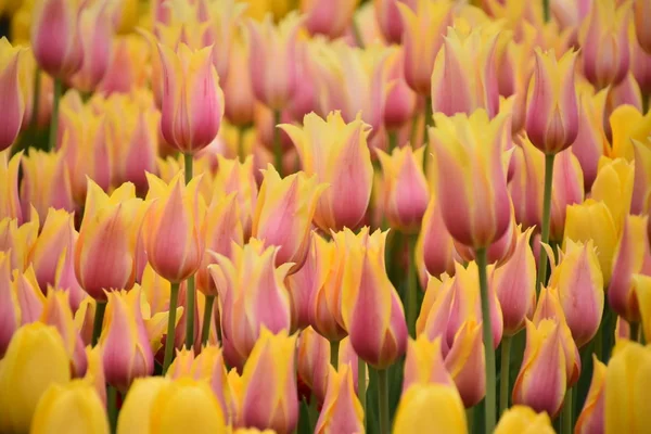 Schöne Bunte Tulpen Frühling — Stockfoto