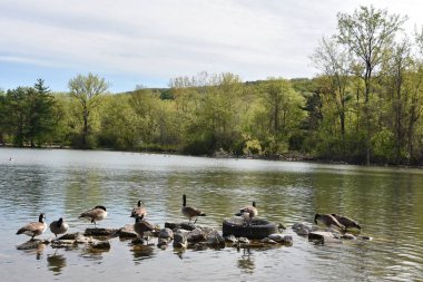 Syracuse, New York'taki Webster Duck Pond
