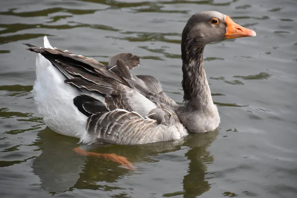 Pretty Ducks in a Pond