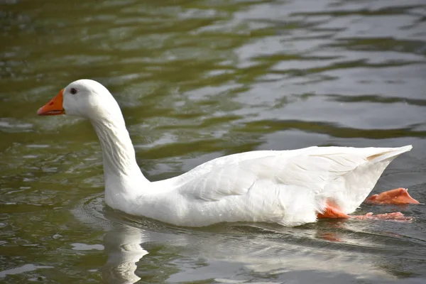 Patos Bonitos Uma Lagoa — Fotografia de Stock