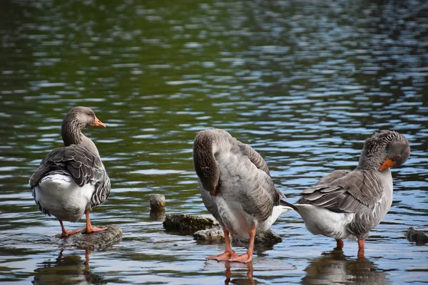 Pretty Ducks Pond — Stock Photo, Image