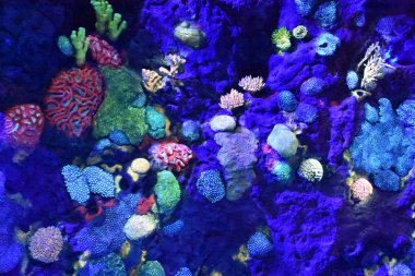 NEW YORK, NY - 18 Mayıs: National Geographic Encounter Odyssey, New York, New York 'ta 18 Mayıs 2019 tarihinde görüldü. Bu türünün ilk örneği eğlence deneyimi sizi okyanusa doğru bir yolculuğa çıkarmak için çığır açan teknolojiyi kullanır..