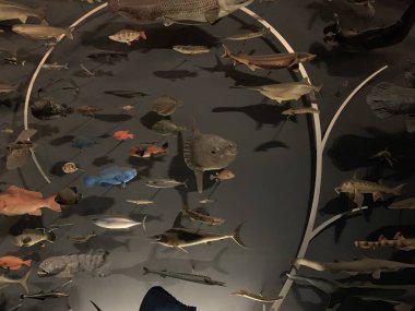 NEW YORK, NY - 24 Mayıs: New York 'taki Amerikan Doğal Tarih Müzesi, 24 Mayıs 2019.