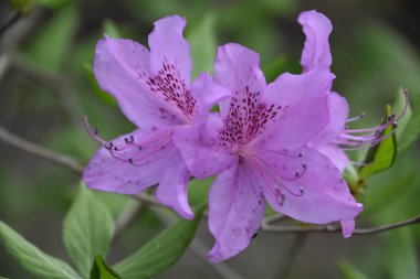 Baharda Güzel Renkli Çiçekler