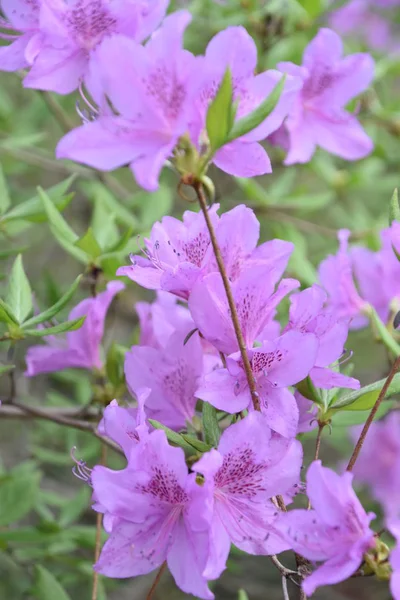 Schöne Bunte Blumen Frühling — Stockfoto