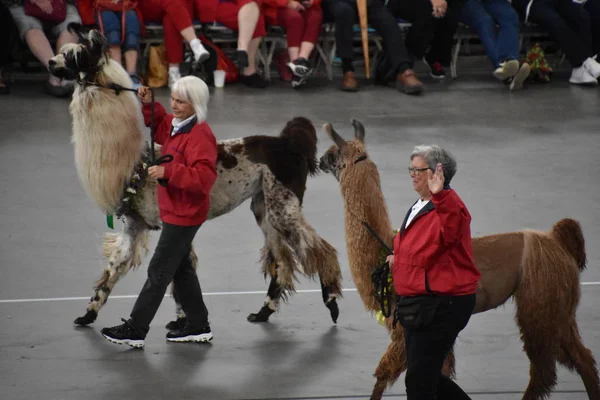 PORTLAND, OR - 8 Haziran 2019 'da Portland, Oregon' daki Moda Center 'daki Spirit Mountain Kumarhanesi Grand Floral Parade, 8 Haziran 2019' da görüldü. Geçit alayı Portland Gül Festivali 'nin en önemli parçasıdır..