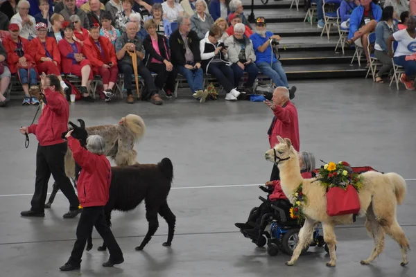 PORTLAND, OR - 8 Haziran 2019 'da Portland, Oregon' daki Moda Center 'daki Spirit Mountain Kumarhanesi Grand Floral Parade, 8 Haziran 2019' da görüldü. Geçit alayı Portland Gül Festivali 'nin en önemli parçasıdır..