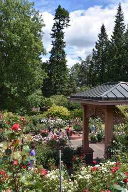PORTLAND, OR - 8 Haziran 2019 'da Portland, Oregon' da görülen Uluslararası Gül Test Bahçesi.