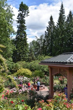 PORTLAND, OR - 8 Haziran 2019 'da Portland, Oregon' da görülen Uluslararası Gül Test Bahçesi.