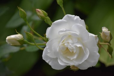 Bahçede Baharda Güzel Güller