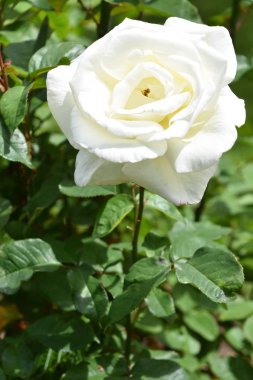 Bahçede Baharda Güzel Güller