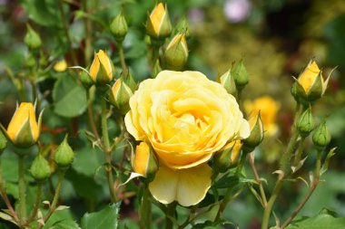 Bahçede Baharda Güzel Güller