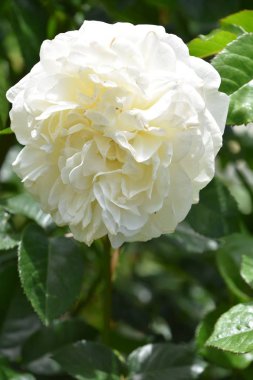 Bahçede Baharda Güzel Güller