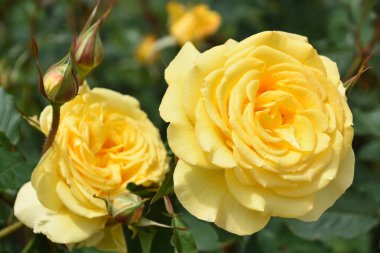 Bahçede Baharda Güzel Güller