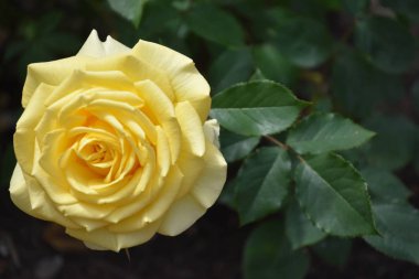 Bahçede Baharda Güzel Güller