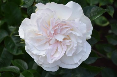 Bahçede Baharda Güzel Güller