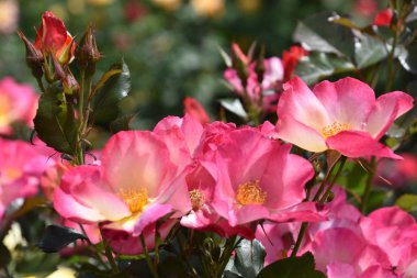 Bahçede Baharda Güzel Güller