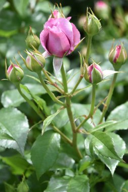 Bahçede Baharda Güzel Güller