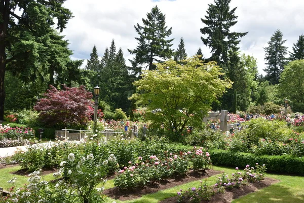 Portland Junio Jardín Internacional Pruebas Rosas Portland Oregon Visto Junio — Foto de Stock