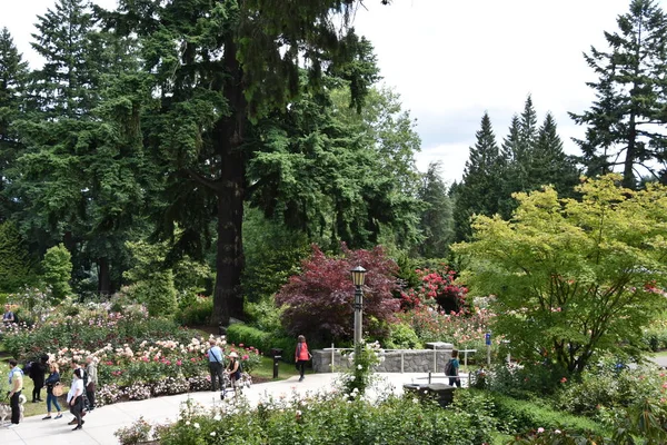 Portland Junio Jardín Internacional Pruebas Rosas Portland Oregon Visto Junio — Foto de Stock