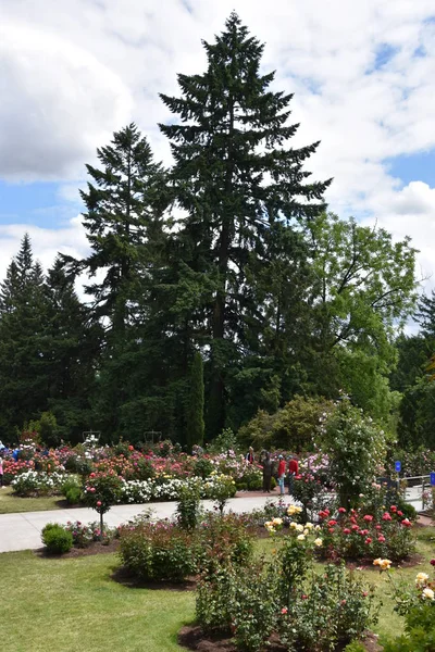 Portland Junio Jardín Internacional Pruebas Rosas Portland Oregon Visto Junio — Foto de Stock